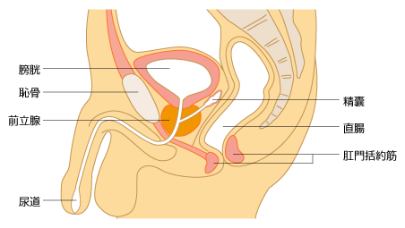 図1　前立腺の場所