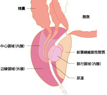 図2　前立腺の構造
