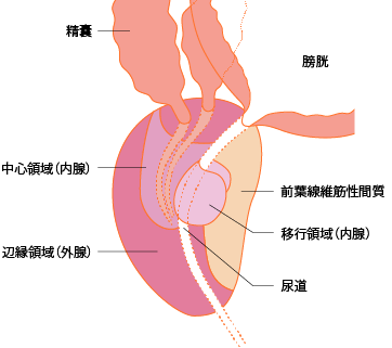 図2 前立腺の構造