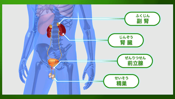 図3　前立腺がんと男性ホルモン