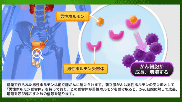 図3　前立腺がんと男性ホルモン