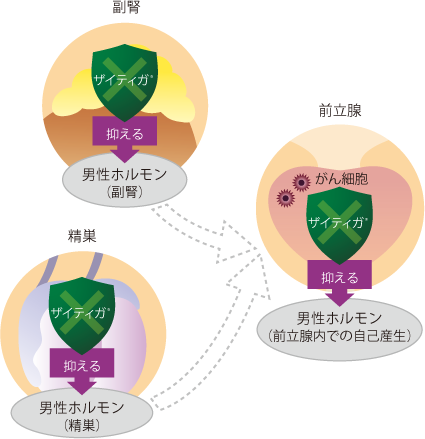 ザイティガ<sup>®</sup>とは？